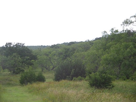 oak and mesquite trees