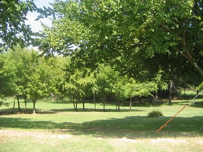 Trees