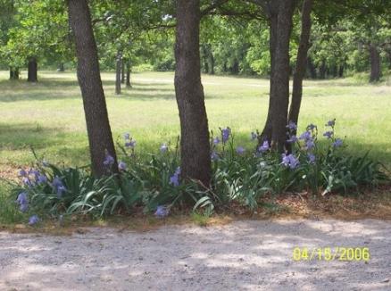 oak trees, flowers