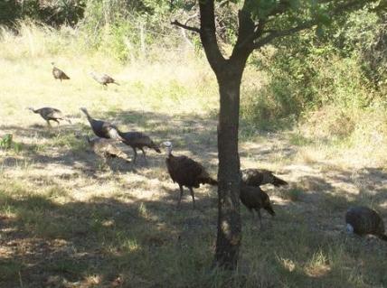 wild turkey